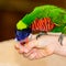 Rainbow lori Trichoglossus moluccanus close-up of bird drinkin