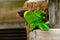 Rainbow lori Trichoglossus moluccanus perched in enclosure. Co