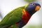 Rainbow Lorikeet