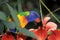 Rainbow Lorikeet