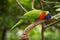 Rainbow Lorikeet