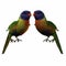 Rainbow Lorikeet