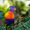 Rainbow Lorikeet