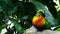 Rainbow lorikeet