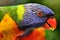 Rainbow Lorikeet