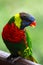 Rainbow Lorikeet