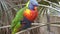 Rainbow lorikeet