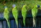 Rainbow lorikeet