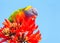 Rainbow Lorikeet