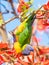 Rainbow Lorikeet