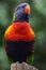 Rainbow lorikeet