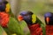 Rainbow lorikeet, an Australian native bird