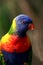 Rainbow lorikeet bird