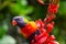 Rainbow Lorikeet bird with the beautiful red flower on the tree at Sydney Botanic garden.