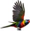 Rainbow Lorikeet bird. Bird Clipart AI-generated.