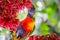 Rainbow Lorikeet bird eating red Schotia brachypetala or weeping boer-bean on the tree at Sydney Botanic garden.