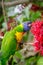 Rainbow Lorikeet bird eating red Schotia brachypetala or weeping boer-bean on the tree at Sydney Botanic garden.