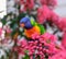 Rainbow lorikeet bird is on the flower