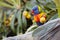 Rainbow Lorikeet With Bird Netting Eating Loquat Fruit