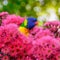 Rainbow lorikeet bird is peeking behind the flower