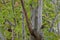 The rainbow lorikeet bird perching on big London Plane tree