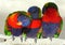 Rainbow lorikeet birds cleaning the feathers on each other