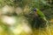 Rainbow Lorikeet, brilliantly colourful Parrot