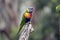 Rainbow lorikeet close up