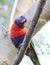 Rainbow Lorikeet Close Up - Birds of Australia