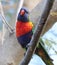 Rainbow Lorikeet Close Up - Birds of Australia