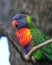 Rainbow Lorikeet Close Up - Birds of Australia