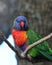 Rainbow Lorikeet Close Up - Birds of Australia