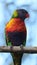 Rainbow Lorikeet Close Up - Birds of Australia