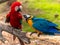 Rainbow Lorikeet Colorful Parrot