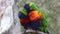 Rainbow Lorikeet Couple