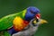 Rainbow lorikeet eating with noisy miner in the background