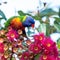 Rainbow Lorikeet enjoying Eucalypt flowers