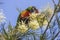 Rainbow Lorikeet feeding