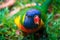 Rainbow lorikeet feeding