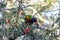 Rainbow Lorikeet feeding on a Crimson Bottlebrush