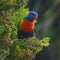 Rainbow Lorikeet feeding on the fruity berries in a suburban garden