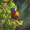 Rainbow Lorikeet feeding on the fruity berries in a suburban garden