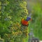 Rainbow Lorikeet feeding on the fruity berries in a suburban garden