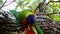 Rainbow Lorikeet feeding in a native Australian bottle brush tree in a Suburban Sydney Park NSW Australia