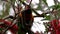 Rainbow Lorikeet feeding in a native Australian bottle brush tree in a Suburban Sydney Park NSW Australia