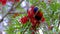 Rainbow Lorikeet feeding in a native Australian bottle brush tree in a Suburban Sydney Park NSW Australia