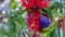 Rainbow Lorikeet feeding in a native Australian bottle brush tree in a Suburban Sydney Park NSW Australia