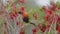 rainbow lorikeet feeding on red bottlebrush flowers