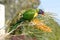 Rainbow Lorikeet feeding on a Silky Oak Tree (Grevillea Robusta) spider flower