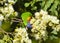 Rainbow lorikeet feeds on nectar and pollen